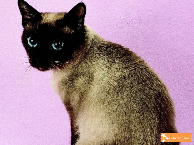 Nhung-luu-y-quan-trong-khi-ap-dung-cach-nuoi-meo-toybob-tai-viet-nam-thucanh