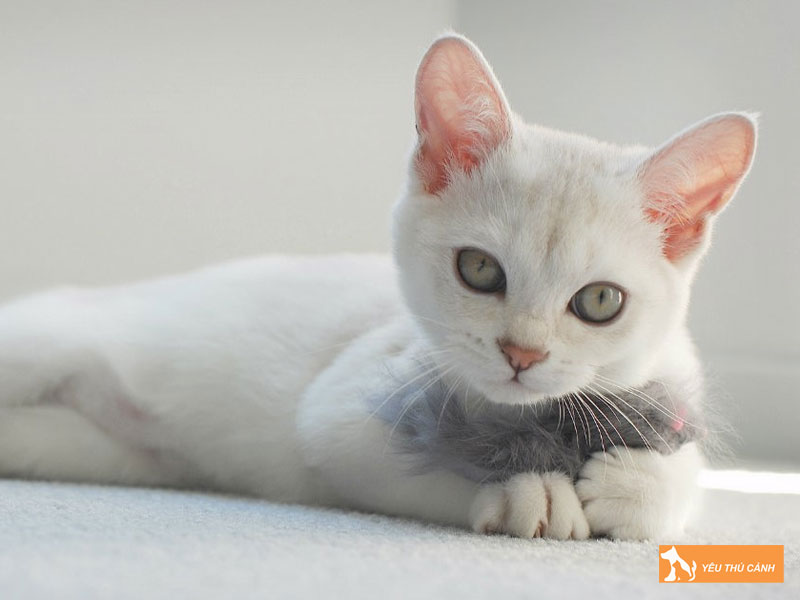 Tinh-cach-cua-meo-burmilla-thucanh