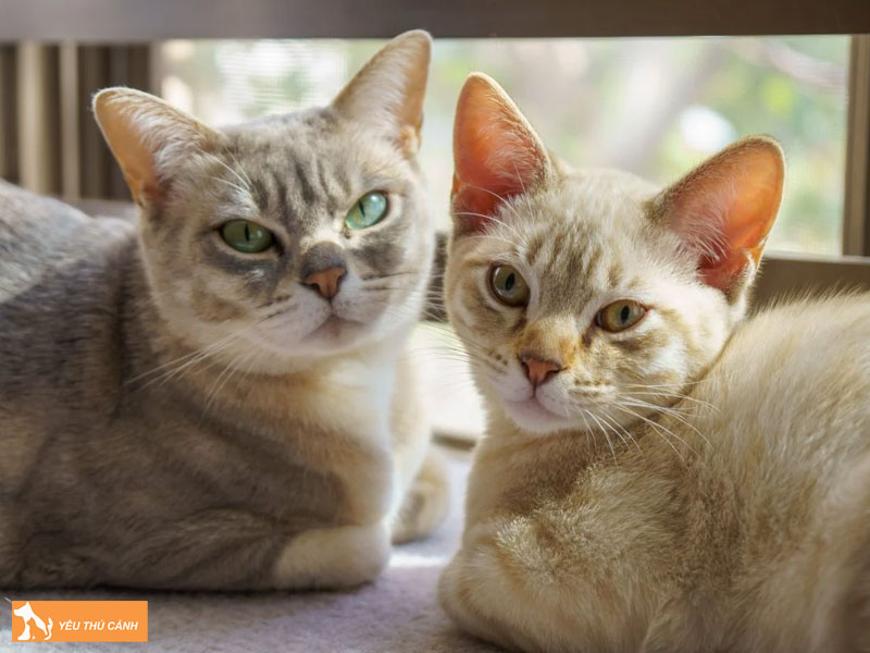 Tinh-cach-noi-bat-cua-meo-australian-mist-thucanh