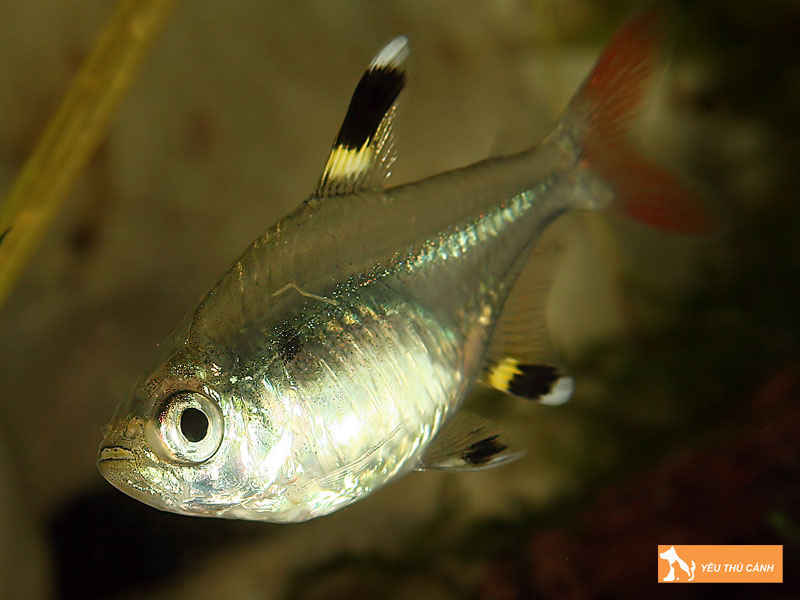 Ca-kim-ky-an-gi-thucanh