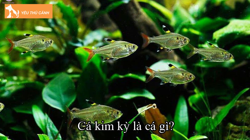 Cá kim kỳ là cá gì? Hướng dẫn cách nuôi cá kim kỳ cho người mới