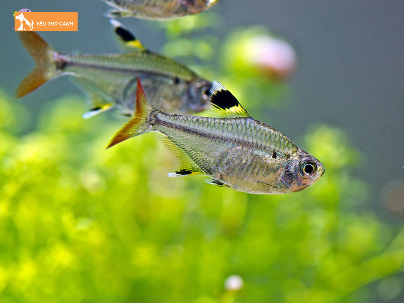 Ca-kim-ky-la-ca-gi-thucanh