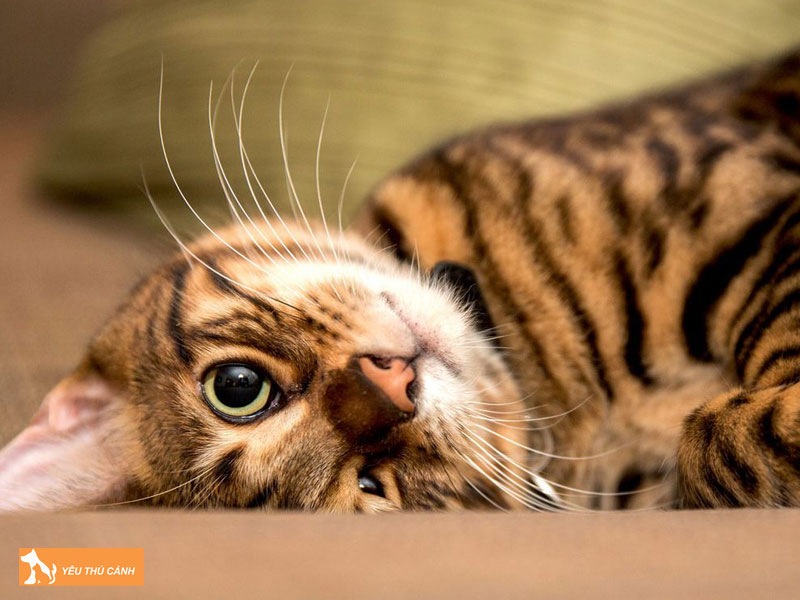 Cach-cham-soc-meo-toyger-thucanh