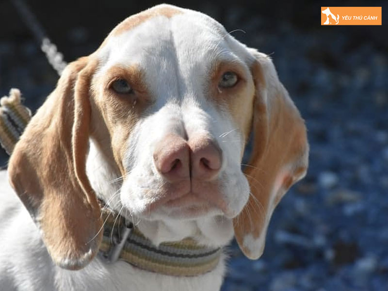 Cach-nuoi-cho-catalburun-chi-tiet-1-thucanh