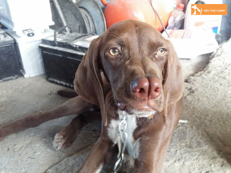 Cach-nuoi-cho-catalburun-chi-tiet-2-thucanh