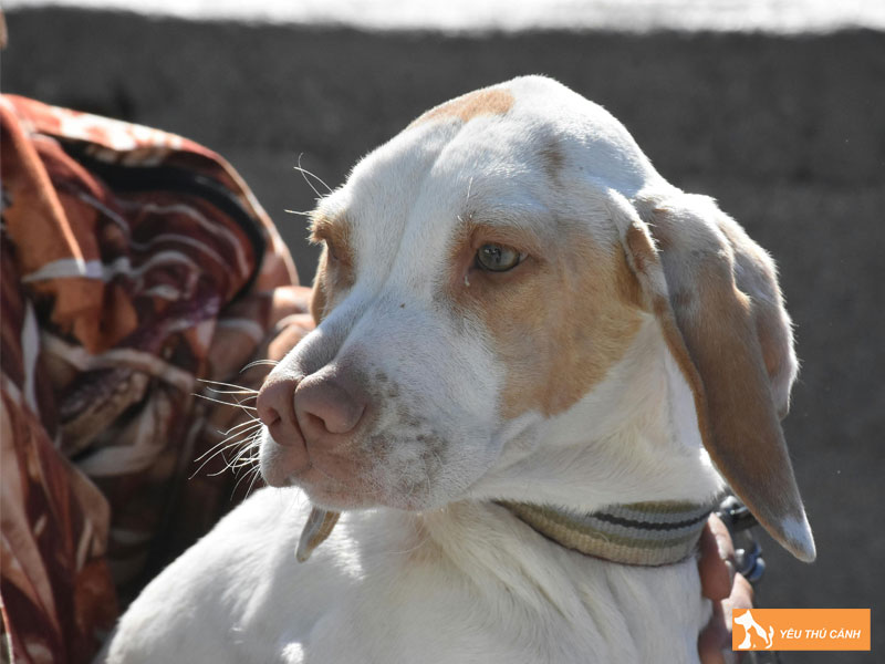 Cach-nuoi-cho-catalburun-chi-tiet-thucanh