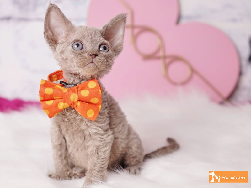 Cach-nuoi-meo-devon-rex-dung-chuan-thucanh