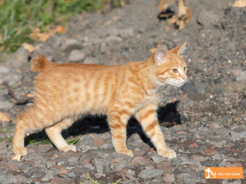 Cham-soc-suc-khoe-cho-meo-kurili-duoi-coc-tu-a-z-thucanh