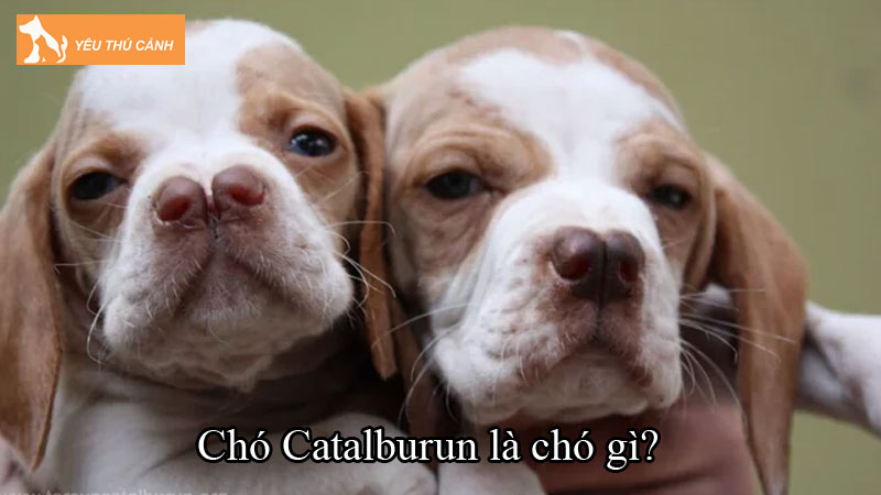 Chó Catalburun là chó gì? Cách nuôi chó khỏe đẹp, chi tiết