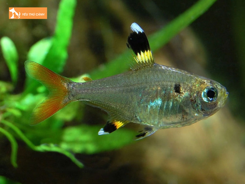 Dac-diem-cua-ca-kim-ky-thucanh