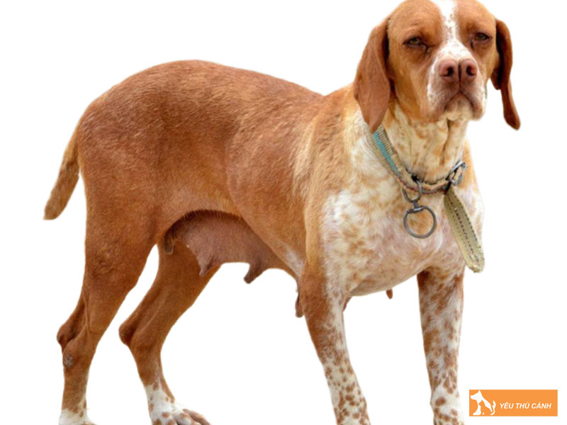 Dac-diem-cua-cho-catalburun-thucanh