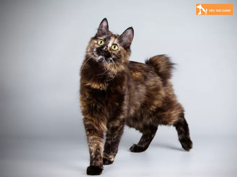 Dac-diem-ngoai-hinh-cua-meo-kurili-duoi-coc-thucanh