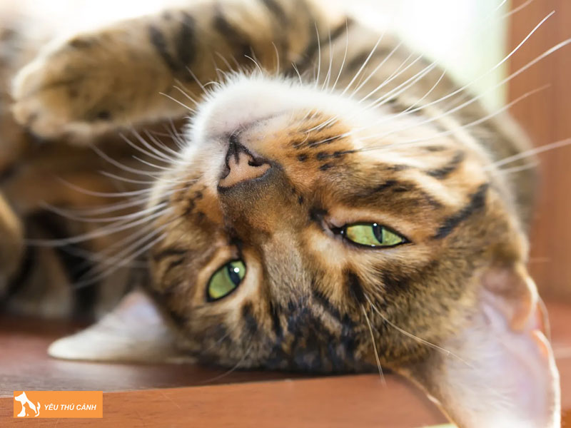 Dac-diem-ngoai-hinh-cua-meo-toyger-thucanh