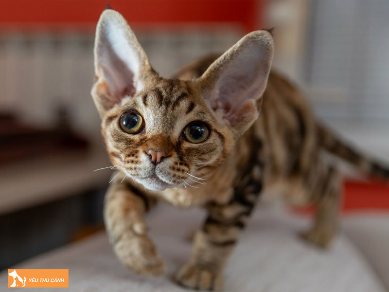 Dac-diem-ngoai-hinh-meo-devon-rex-thucanh