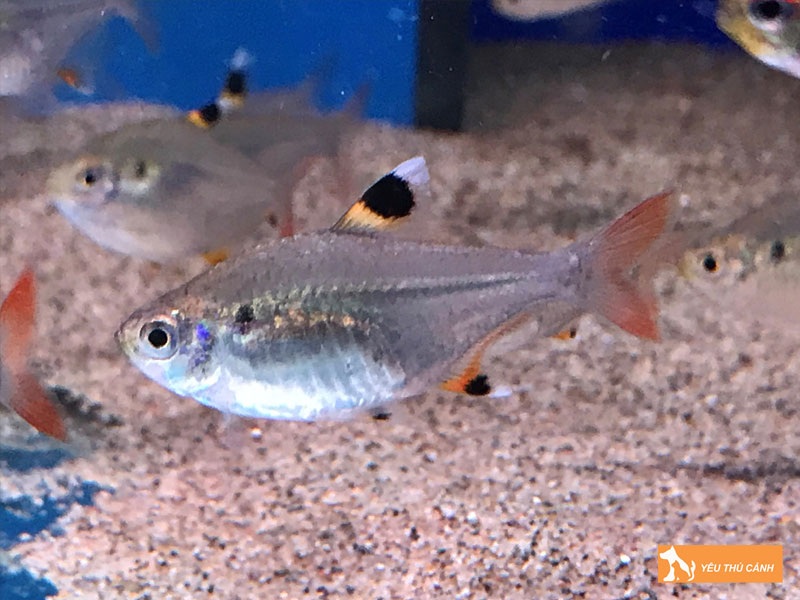 Dac-diem-sinh-san-cua-ca-kim-ky-thucanh