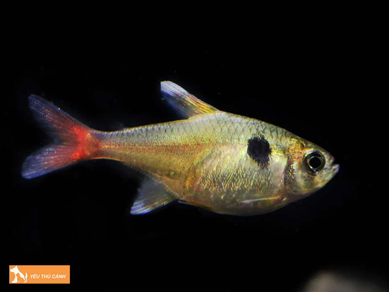 Dieu-kien-moi-truong-khi-nuoi-ca-kim-ky-thucanh