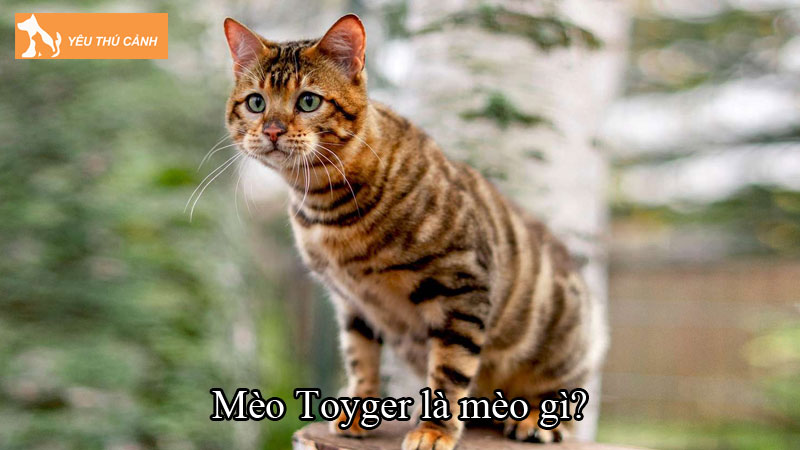 Khám phá mèo Toyger – giống mèo vằn như hổ độc đáo ở thế giới