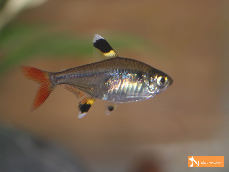 Kinh-nghiem-chon-mua-ca-kim-ky-khoe-manh-thucanh