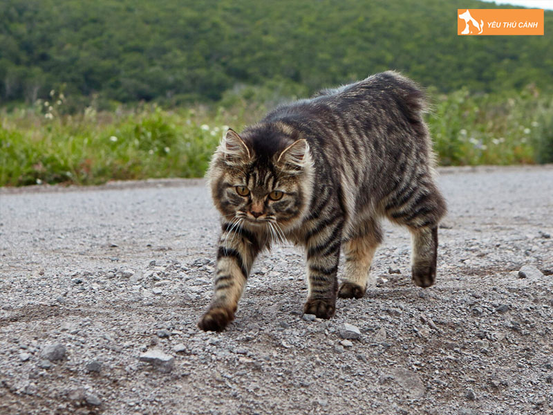 Loi-ich-khi-nuoi-meo-kurili-duoi-coc-thucanh