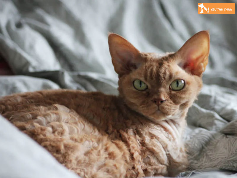 Luu-y-khi-nuoi-meo-devon-rex-thucanh
