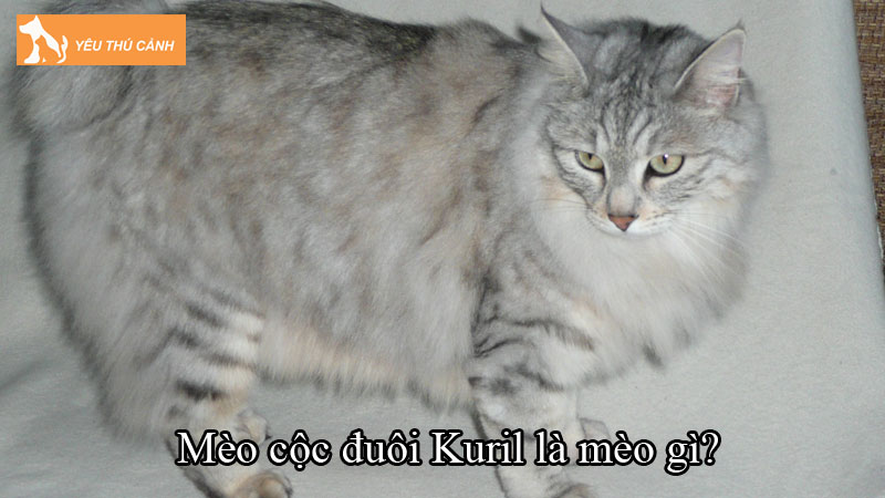 Mèo cộc đuôi Kuril là mèo gì? Những điều thú vị về loài mèo này