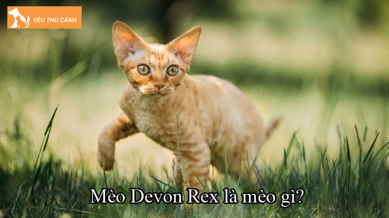 Mèo Devon Rex là mèo gì? Tất tần tật cách nuôi mèo chuẩn