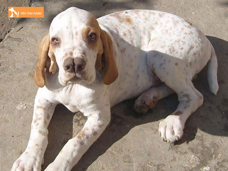 Nguon-goc-cua-cho-catalburun-thucanh