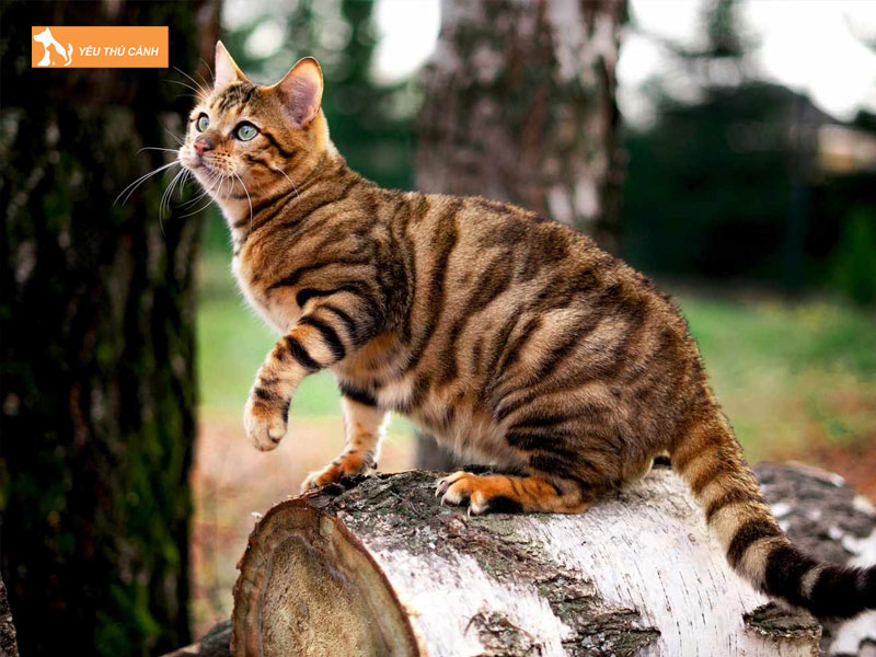 Nguon-goc-cua-meo-toyger-thucanh