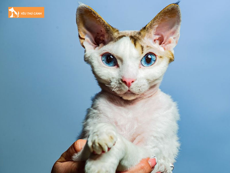 Nguon-goc-meo-devon-rex-thucanh
