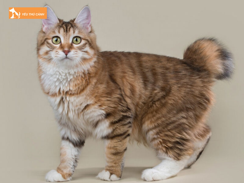 Nguon-goc-va-lich-su-cua-meo-kurili-duoi-coc-thucanh