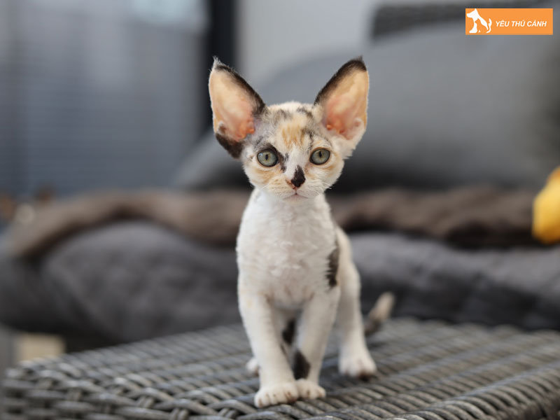 Tinh-cach-cua-meo-devon-rex-thucanh