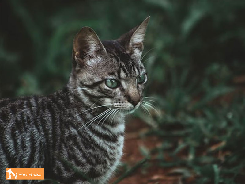 Tinh-cach-noi-bat-cua-meo-toyger-thucanh
