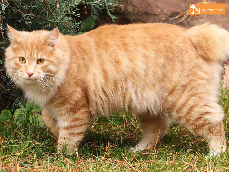 Tinh-cach-va-hanh-vi-cua-meo-kurili-duoi-coc-thucanh