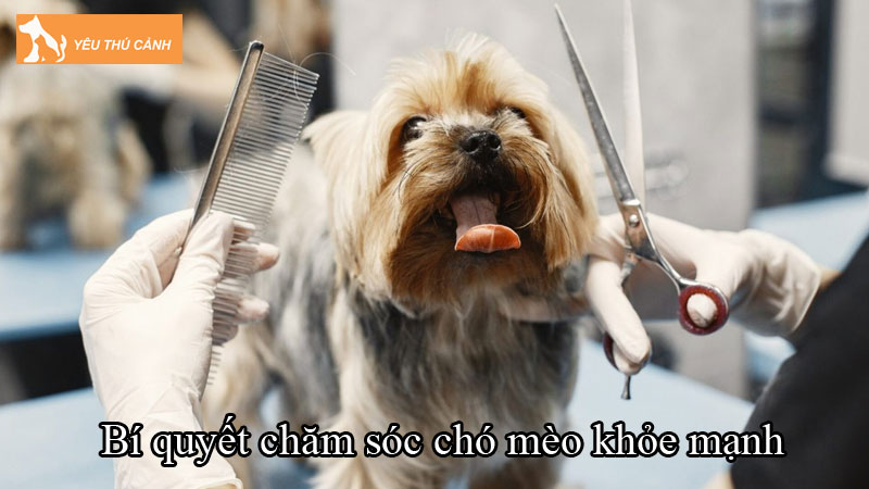 Bí quyết chăm sóc chó mèo khỏe mạnh, mượt lông và năng động