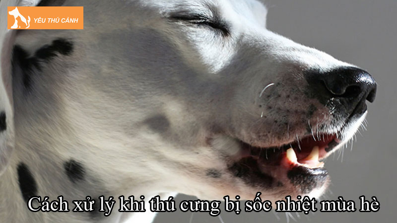 Cách xử lý khi thú cưng bị sốc nhiệt mùa hè: Dấu hiệu và sơ cứu khẩn cấp