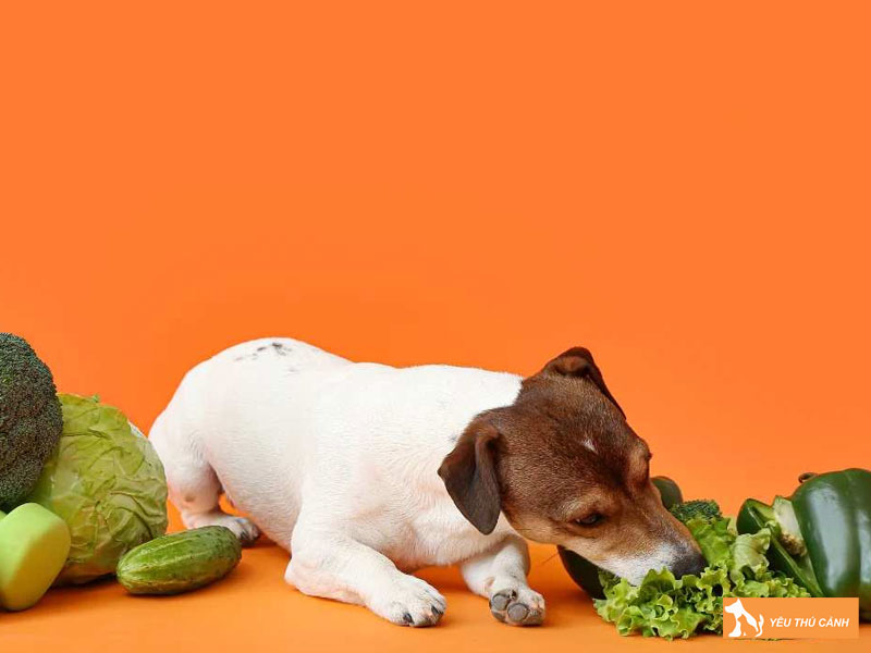 Cau-hoi-thuong-gap-1-thucanh