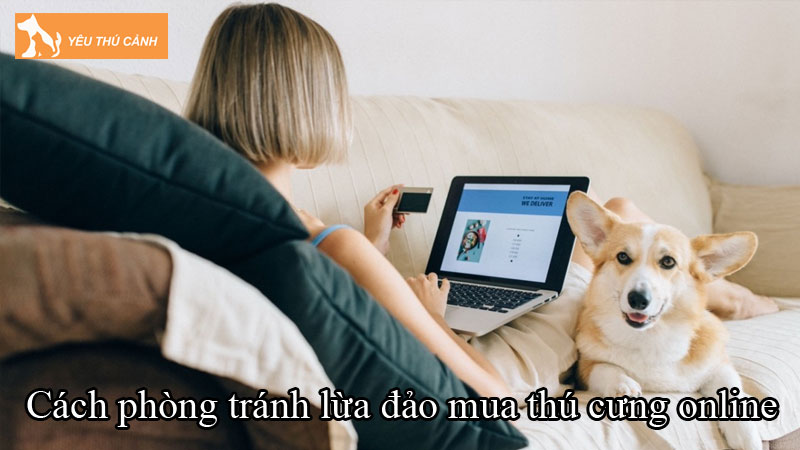 Hướng dẫn cách phòng tránh lừa đảo khi mua thú cưng online