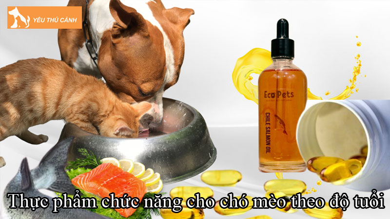 Thực phẩm chức năng cho chó mèo theo độ tuổi tốt